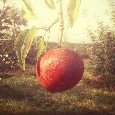 Coi (aka the creator of this carrd)